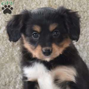 Snickers, Cavalier King Charles Mix Puppy