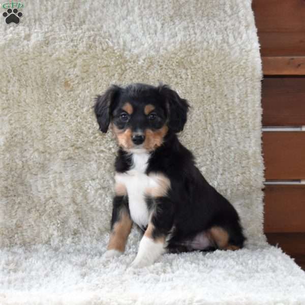 Snoopy, Cavalier King Charles Mix Puppy