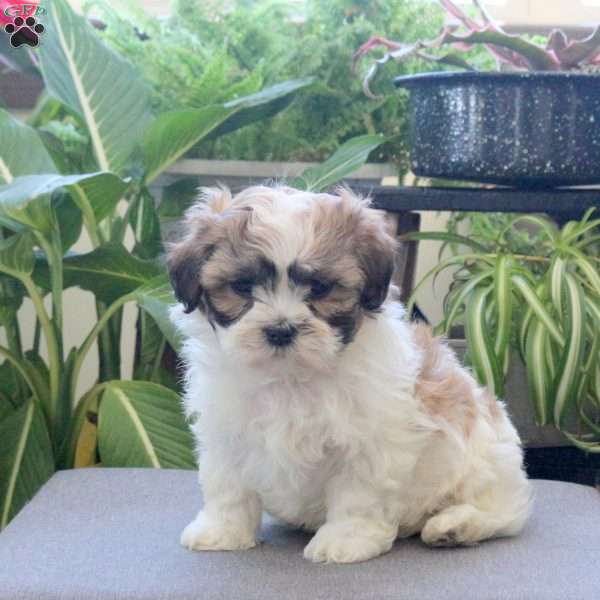 Snoopy, Teddy Bear Puppy