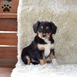 Snoopy, Cavalier King Charles Mix Puppy