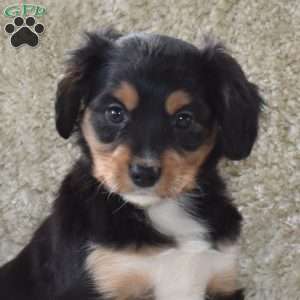 Snoopy, Cavalier King Charles Mix Puppy