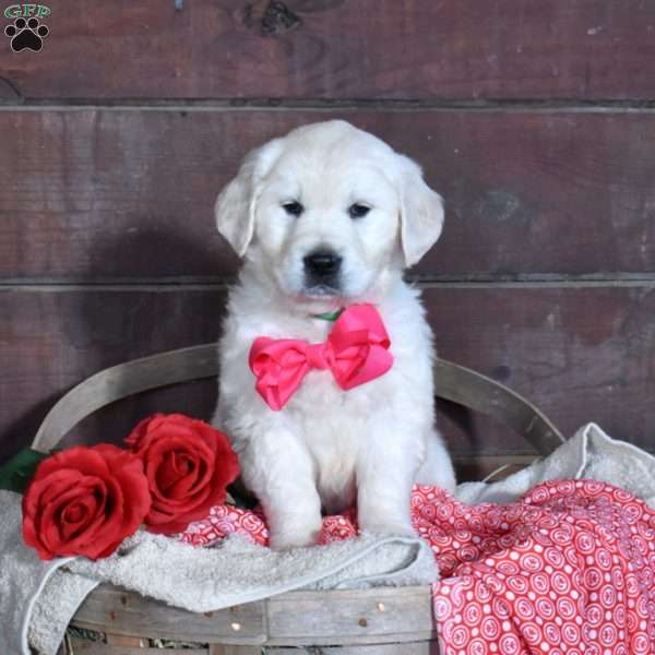 Snow, English Cream Golden Retriever Puppy