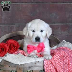 Snow, English Cream Golden Retriever Puppy