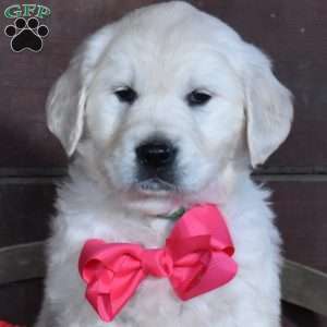 Snow, English Cream Golden Retriever Puppy