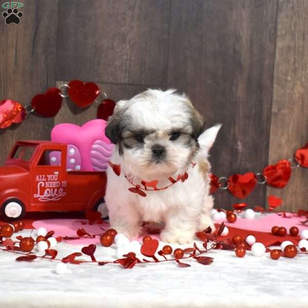 Sonny, Shih Tzu Puppy