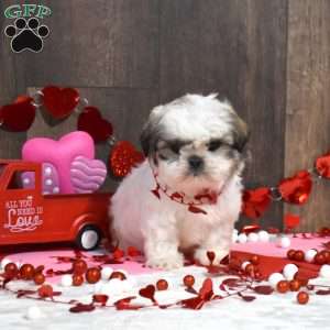 Sonny, Shih Tzu Puppy