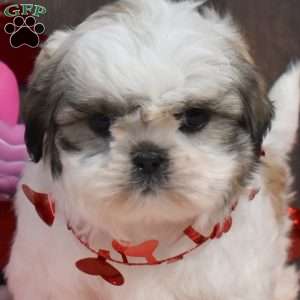 Sonny, Shih Tzu Puppy