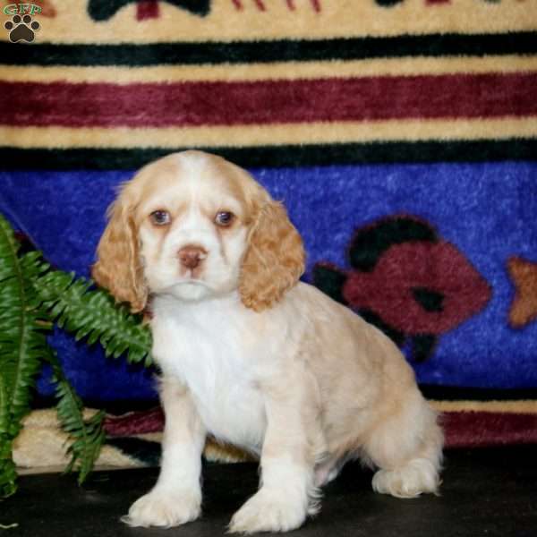 Sonny, Cocker Spaniel Puppy