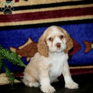 Sonny, Cocker Spaniel Puppy