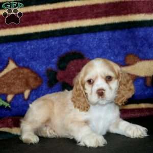 Sonny, Cocker Spaniel Puppy