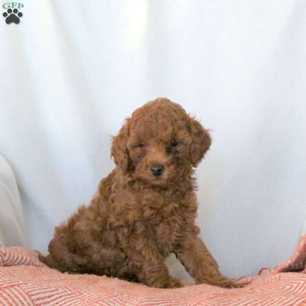 Sophia, Miniature Poodle Puppy
