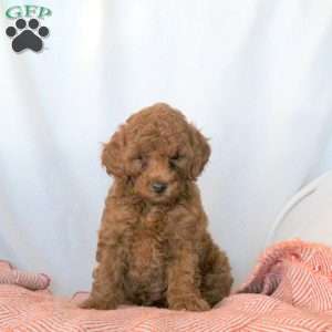 Sophia, Miniature Poodle Puppy