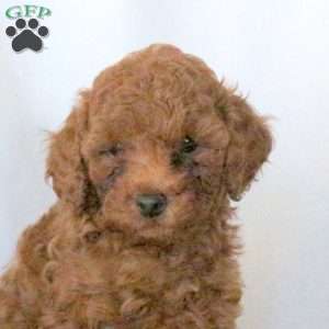 Sophia, Miniature Poodle Puppy
