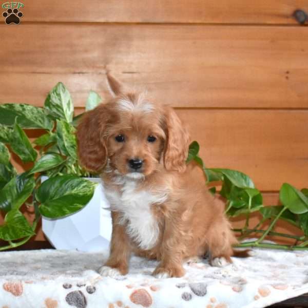 Sophie, Cavapoo Puppy