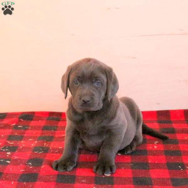 Sophie, Charcoal Labrador Retriever Puppy