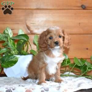 Sophie, Cavapoo Puppy