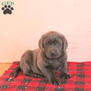 Sophie, Charcoal Labrador Retriever Puppy