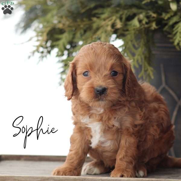 Sophie, Mini Goldendoodle Puppy