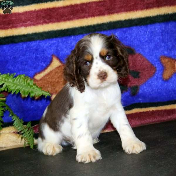 Spark, Cocker Spaniel Puppy