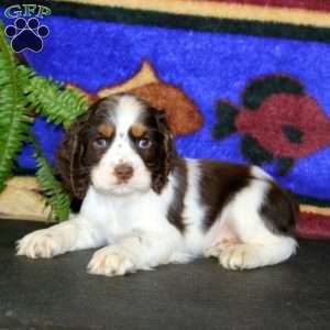 Spark, Cocker Spaniel Puppy