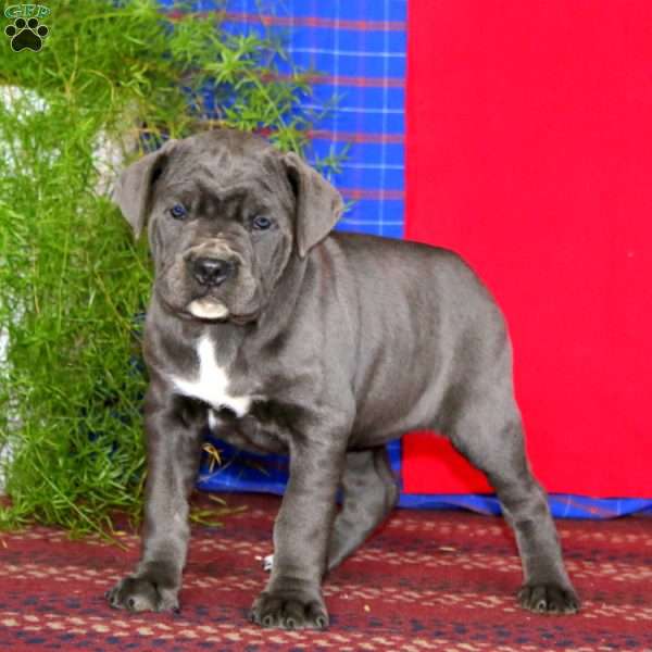 Spice, Cane Corso Puppy