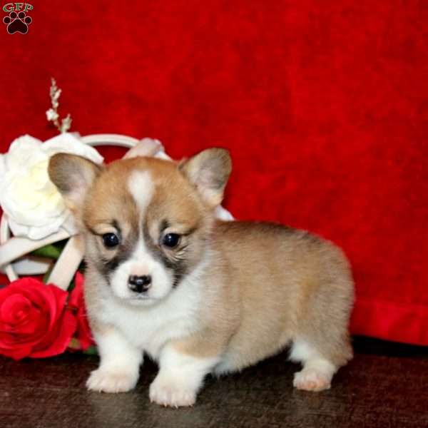 Spice, Pembroke Welsh Corgi Puppy
