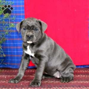 Spice, Cane Corso Puppy