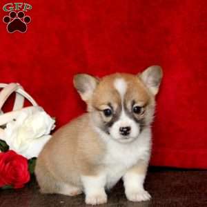 Spice, Pembroke Welsh Corgi Puppy