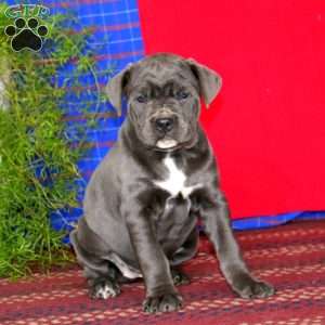 Spice, Cane Corso Puppy