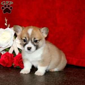 Spice, Pembroke Welsh Corgi Puppy