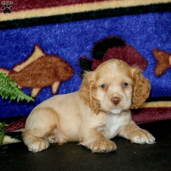 Spiffy, Cocker Spaniel Puppy