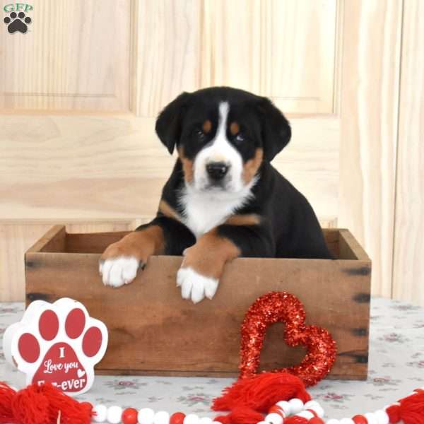 Spike, Greater Swiss Mountain Dog Puppy