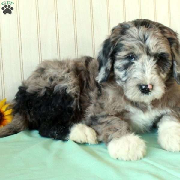 Spike, Borderdoodle Puppy