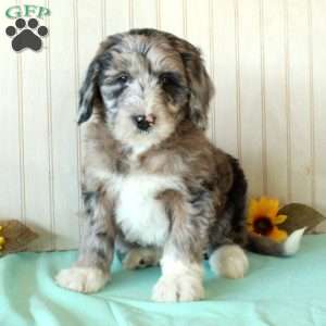 Spike, Borderdoodle Puppy