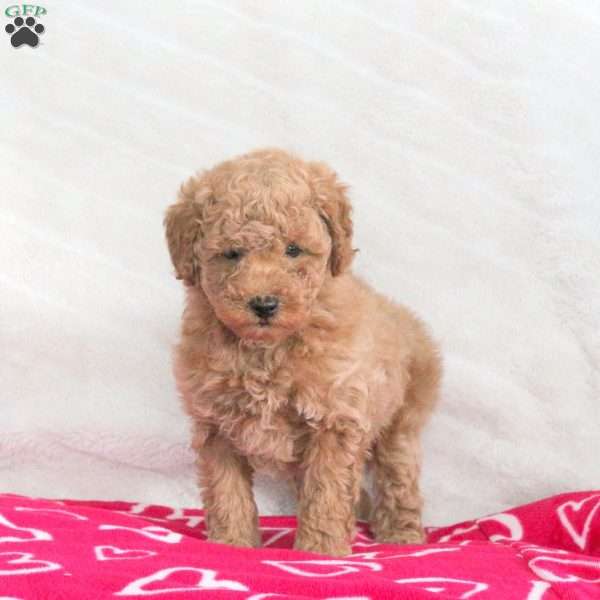 Sport, Toy Poodle Puppy