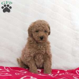 Sport, Toy Poodle Puppy