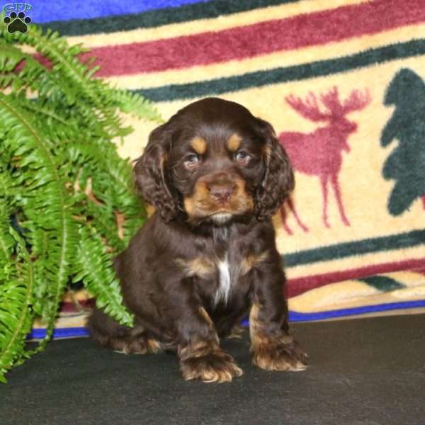 Sport, Cocker Spaniel Puppy