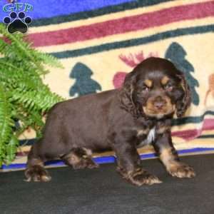 Sport, Cocker Spaniel Puppy