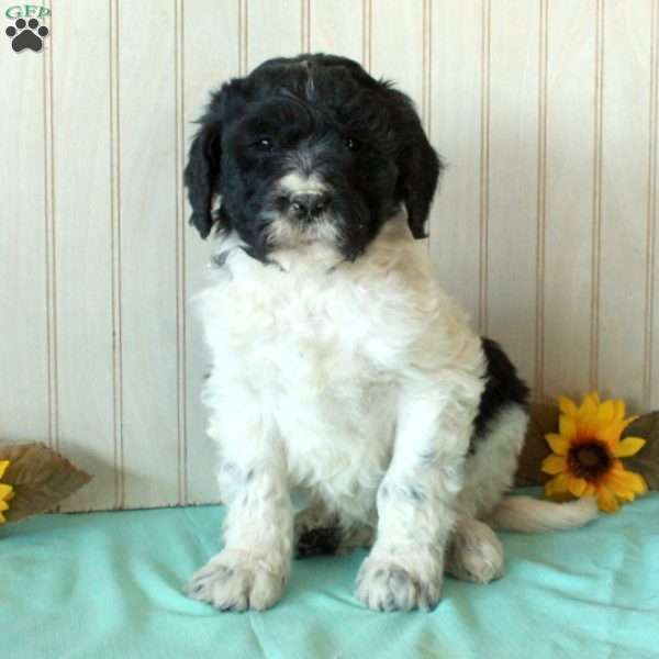 Spot, Borderdoodle Puppy