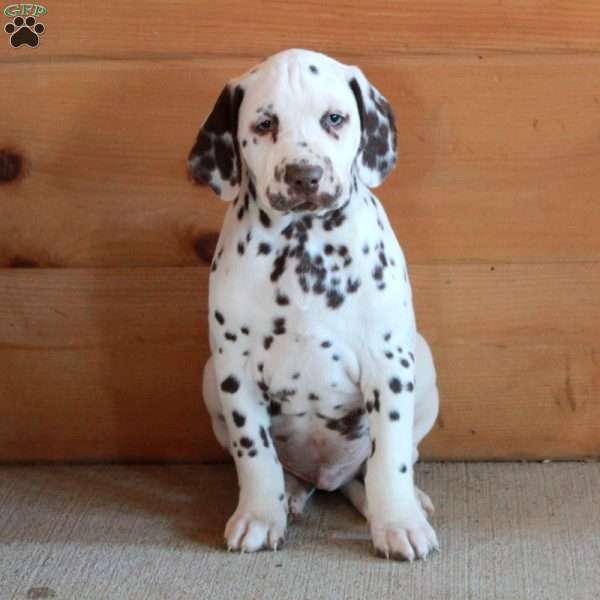 Spot, Dalmatian Puppy