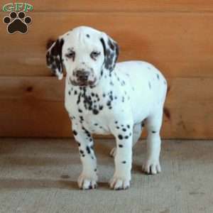 Spot, Dalmatian Puppy