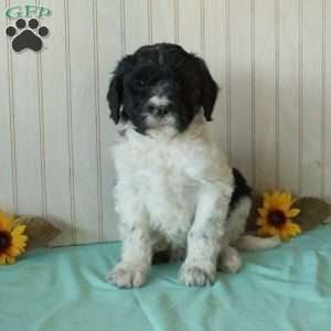 Spot, Borderdoodle Puppy