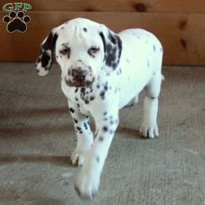 Spot, Dalmatian Puppy