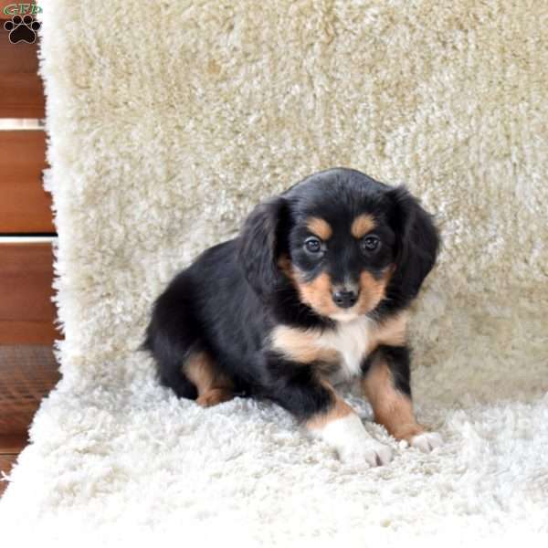 Sprinkles, Cavalier King Charles Mix Puppy