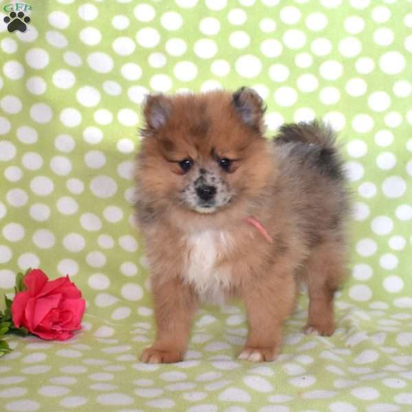 Sprinkles, Pomeranian Puppy