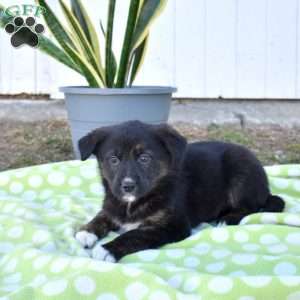 Sprinkles, German Shepherd Mix Puppy