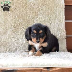 Sprinkles, Cavalier King Charles Mix Puppy