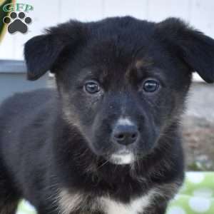 Sprinkles, German Shepherd Mix Puppy