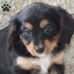 Sprinkles, Cavalier King Charles Mix Puppy