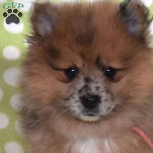 Sprinkles, Pomeranian Puppy